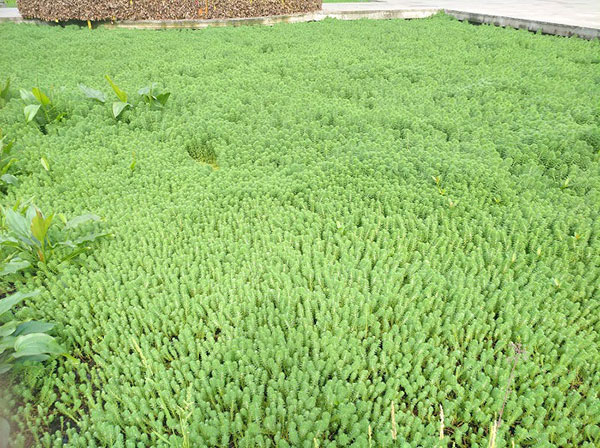 福建省農村生活汙水排放標準